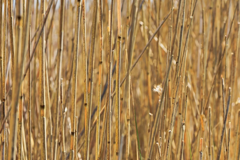 brown reed in tall dry grass under blue sky