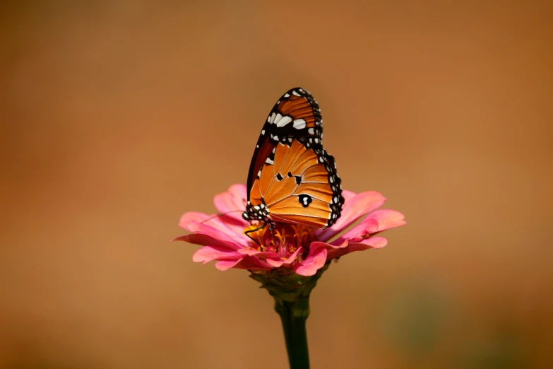 a single orange and black erfly sitting on top of pink flower