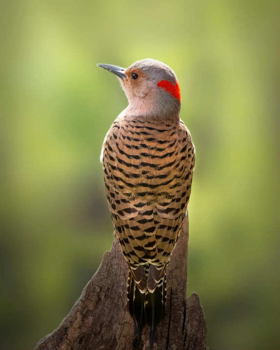 a bird sitting on a log outside