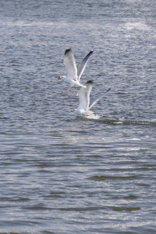 some birds flying over the water near a boat