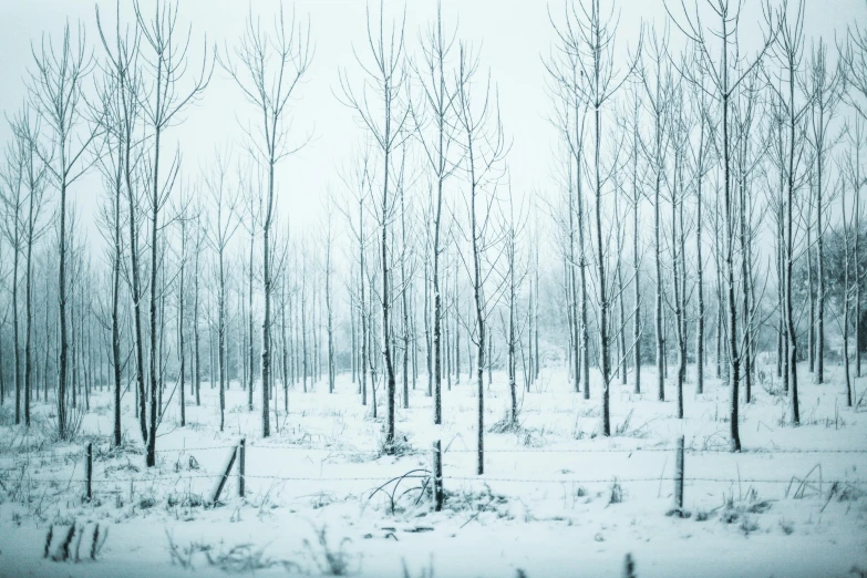 a picture of a winter scene in an orchard with a few trees