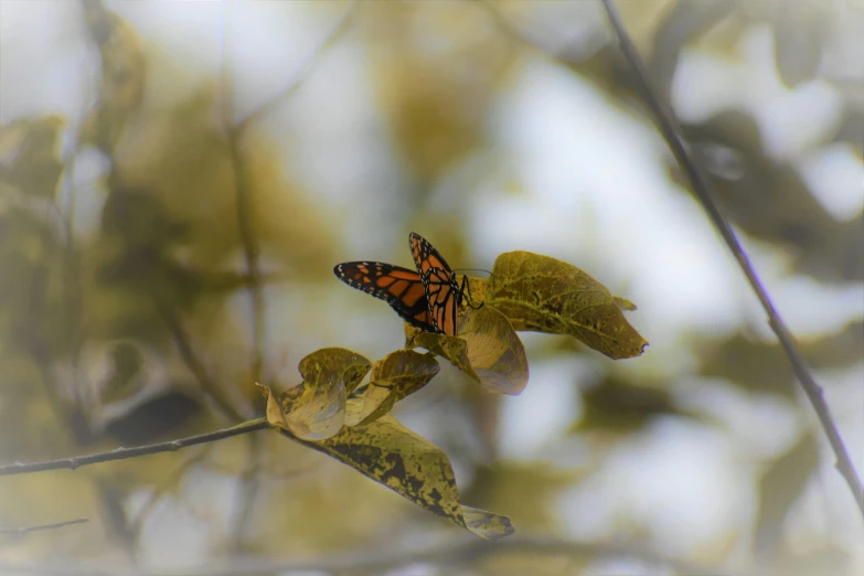 a beautiful erfly resting on the leaves of a tree