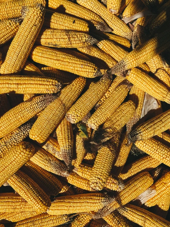 close up of some yellow corn that is still