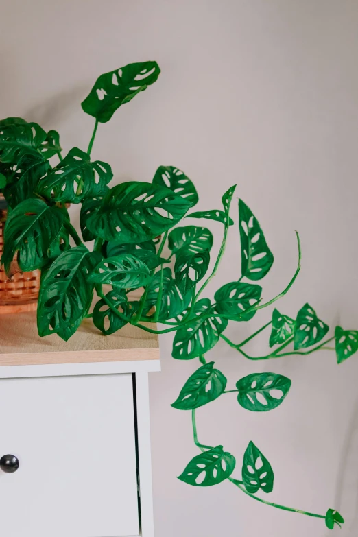 a plant is sitting on top of a white dresser