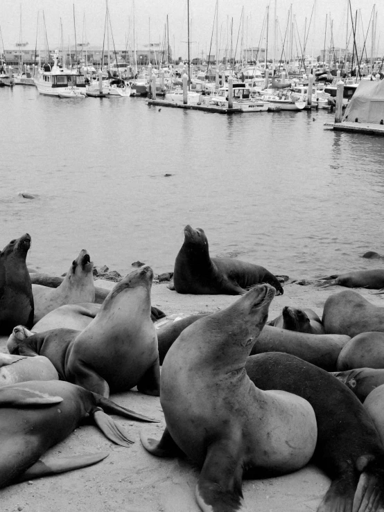 a black and white po of sea lions relaxing by the water