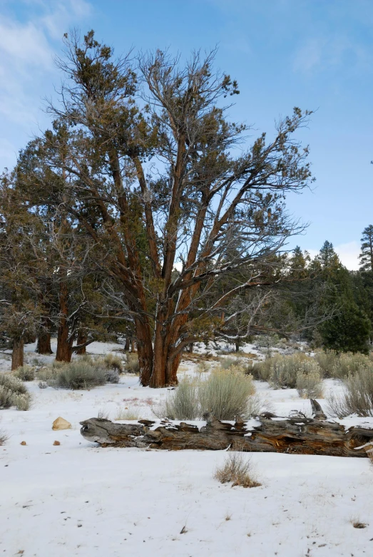 a snow covered field next to trees and brush