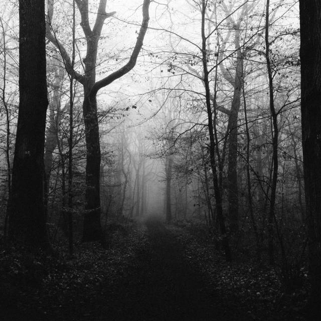 a narrow path leading through a dark forest with trees