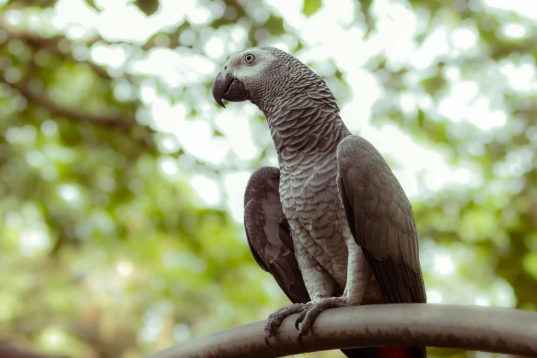 a bird sitting on top of a metal rail next to trees