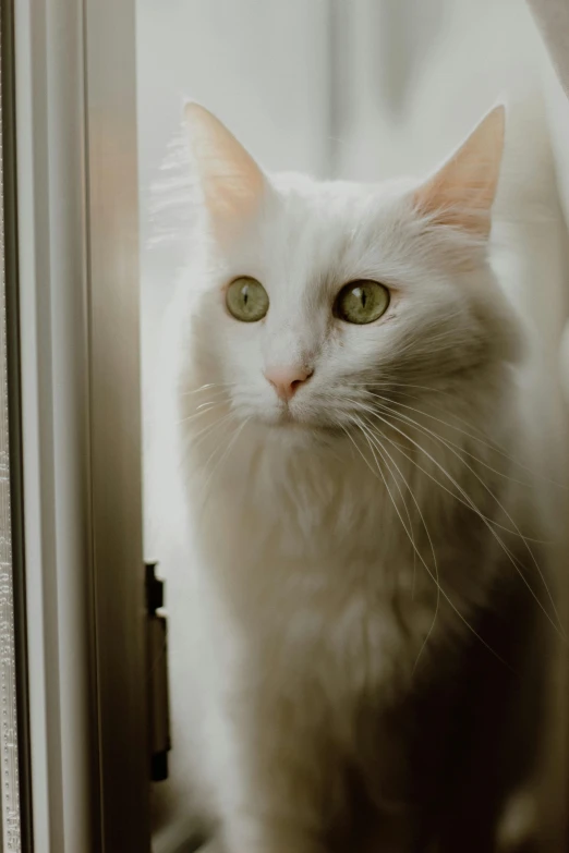 an image of a cat looking out the window