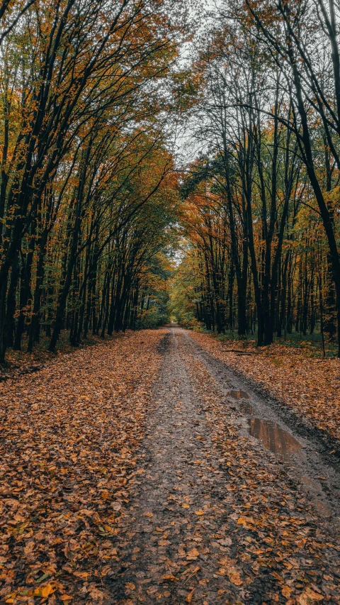 an image of fall colors on the road