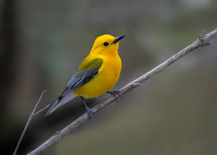 yellow bird with black eyes perched on nch