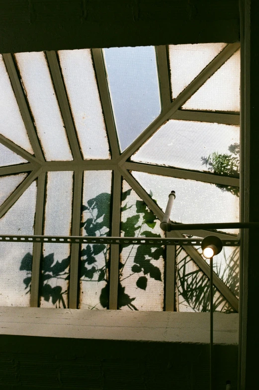 a po of a bird inside a greenhouse roof