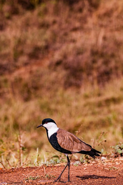 small bird standing on dirt near scrub brush