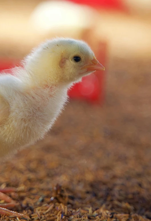 a chicken is standing on the ground and grass