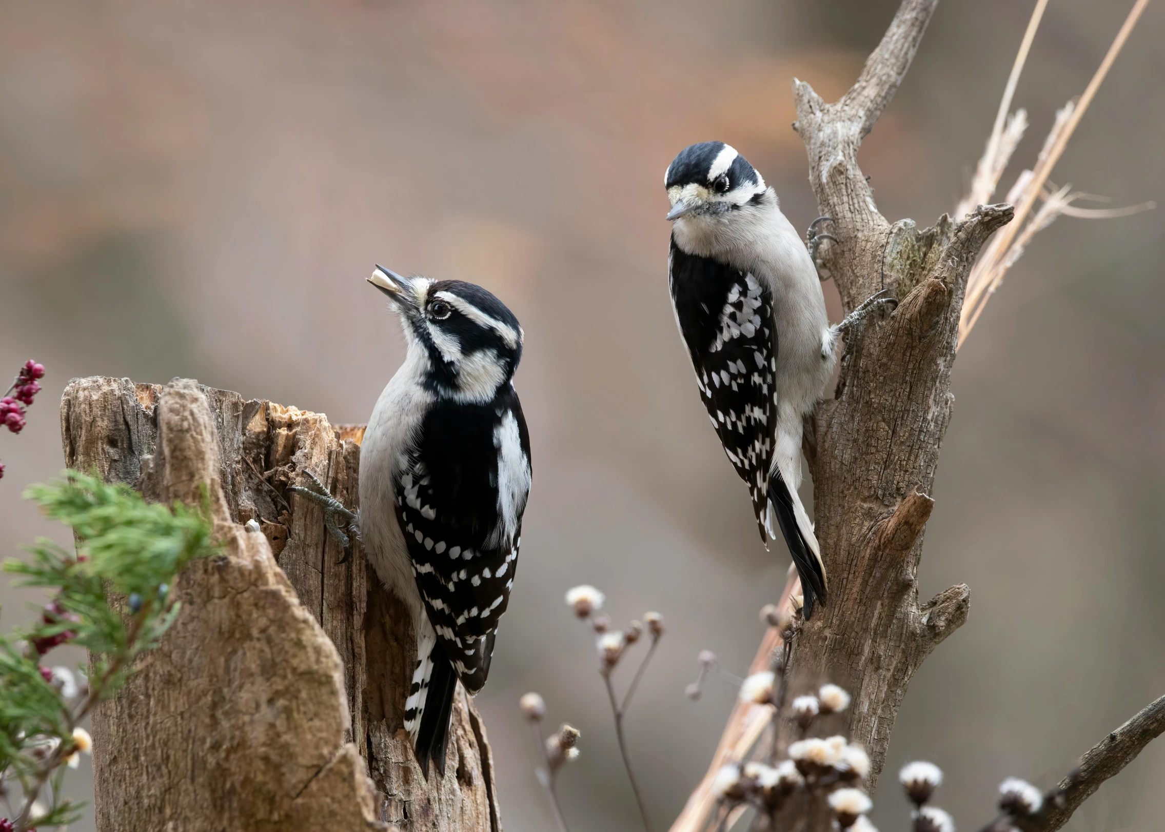 two woodpeckers perched on top of trees