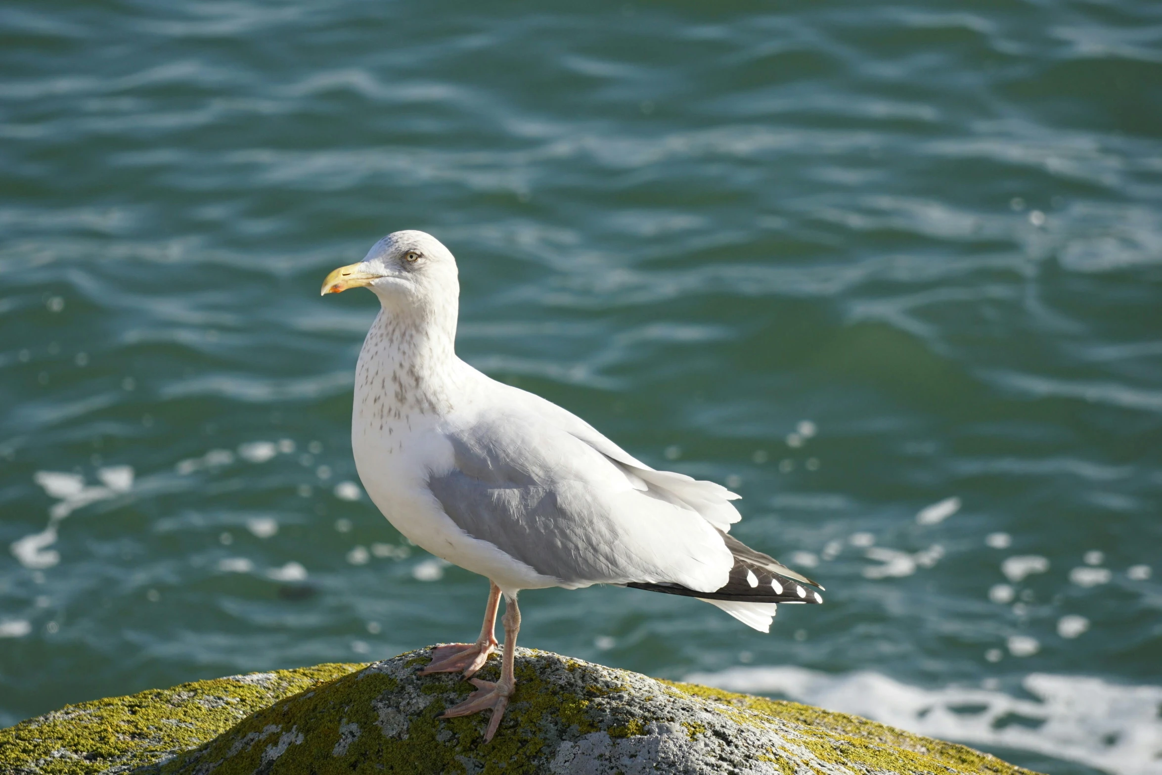 a white bird is standing on some rocks next to the water