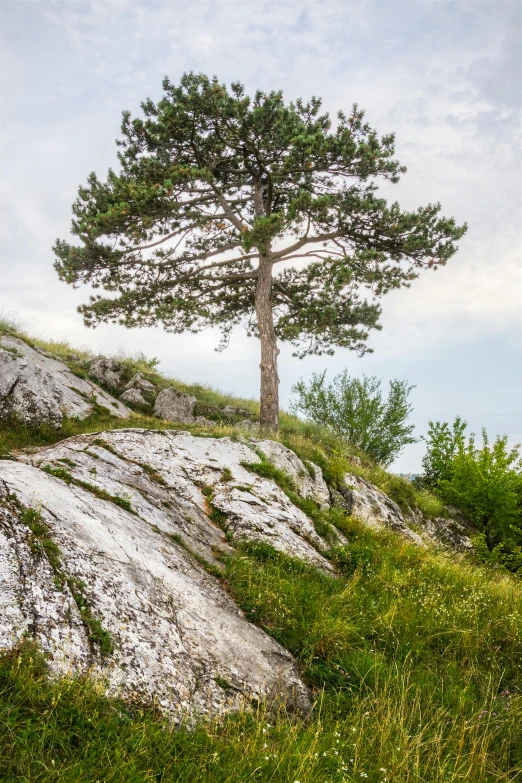 lone tree on the mountain, overlooking the mountains