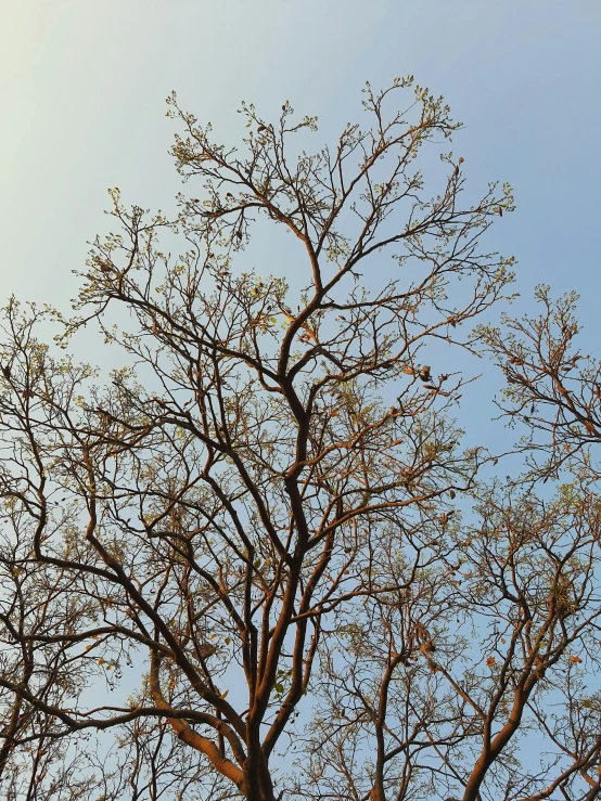 an airplane flying low to the ground above tree nches