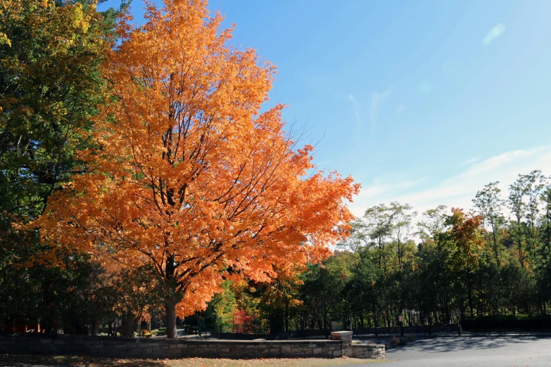 the red leafed tree on the side of the road