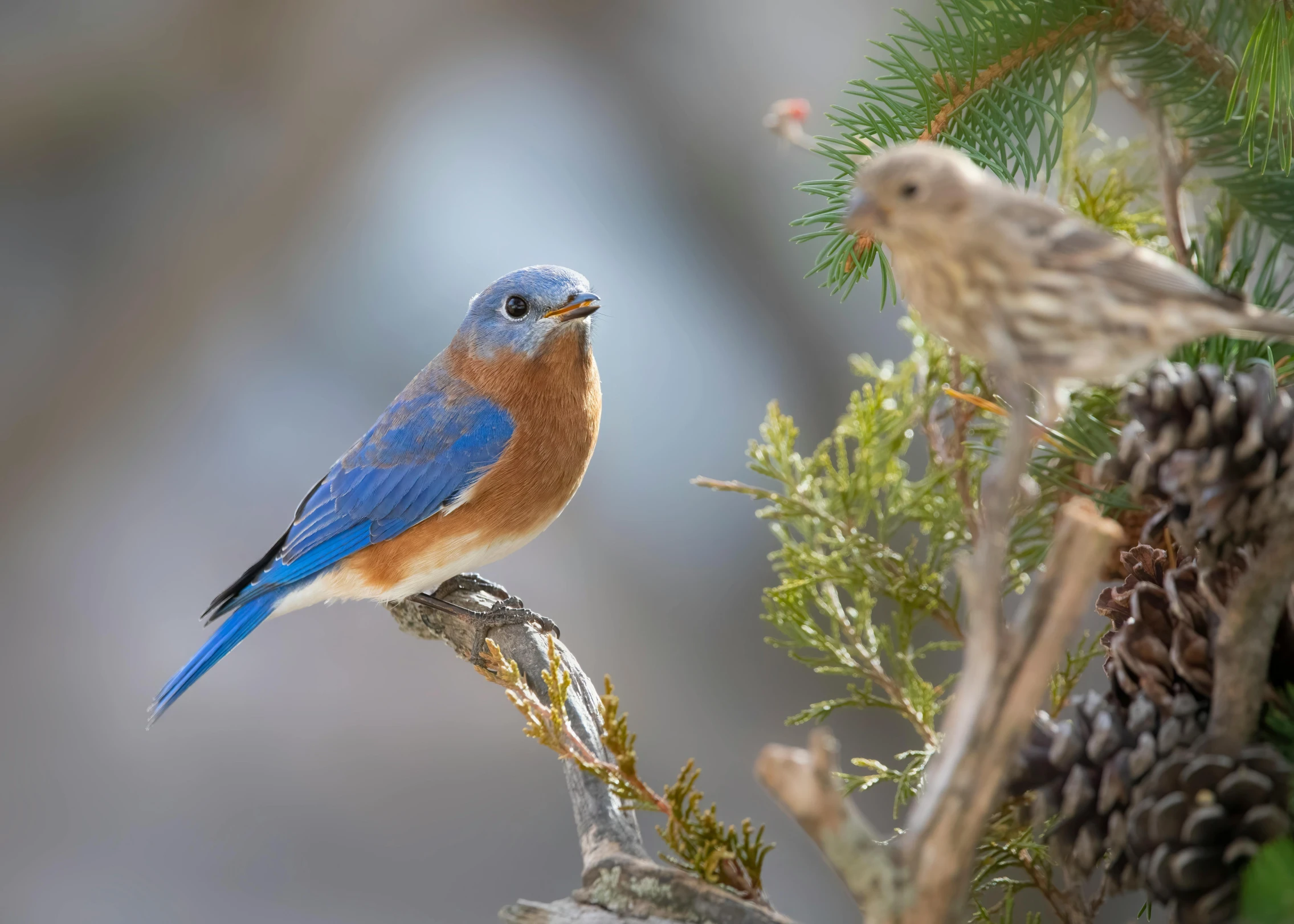 a blue bird is perched on top of a pine tree