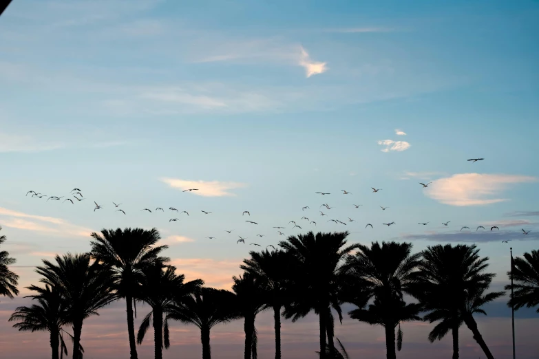 birds flying above palm trees in the sunset