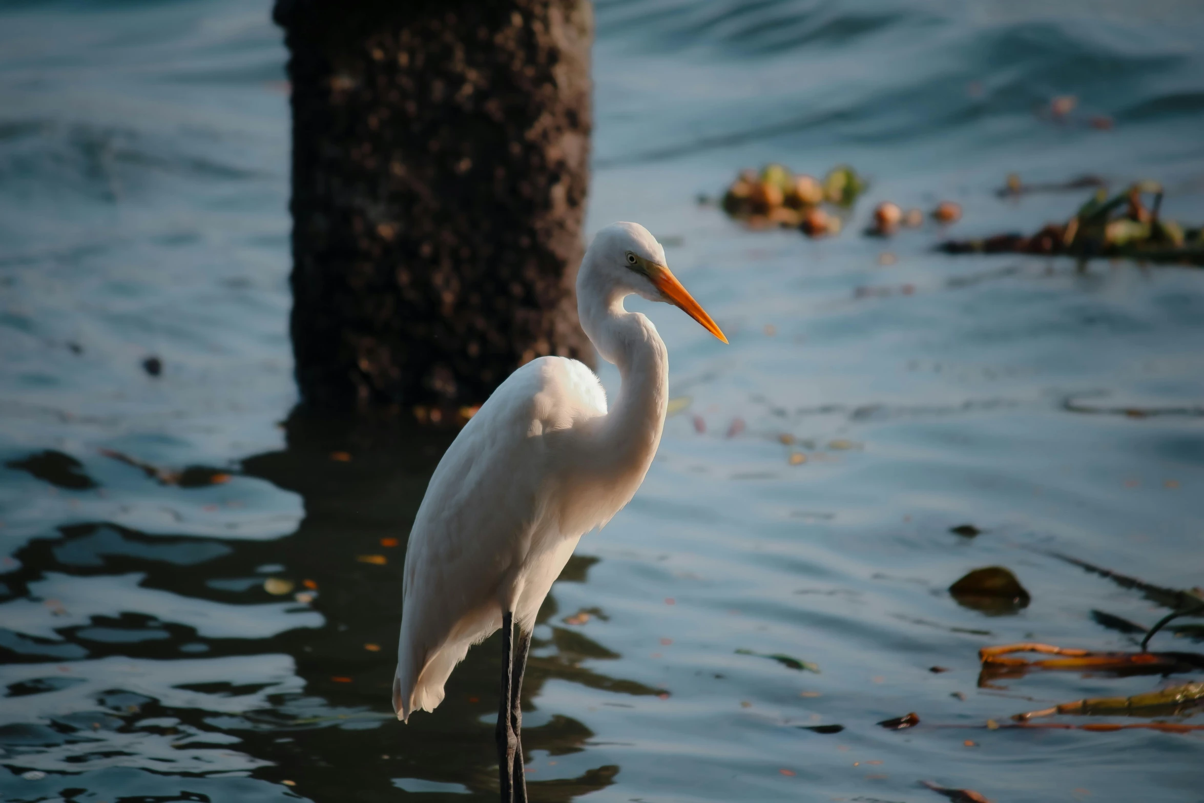 a white heron standing in the water with long orange beak