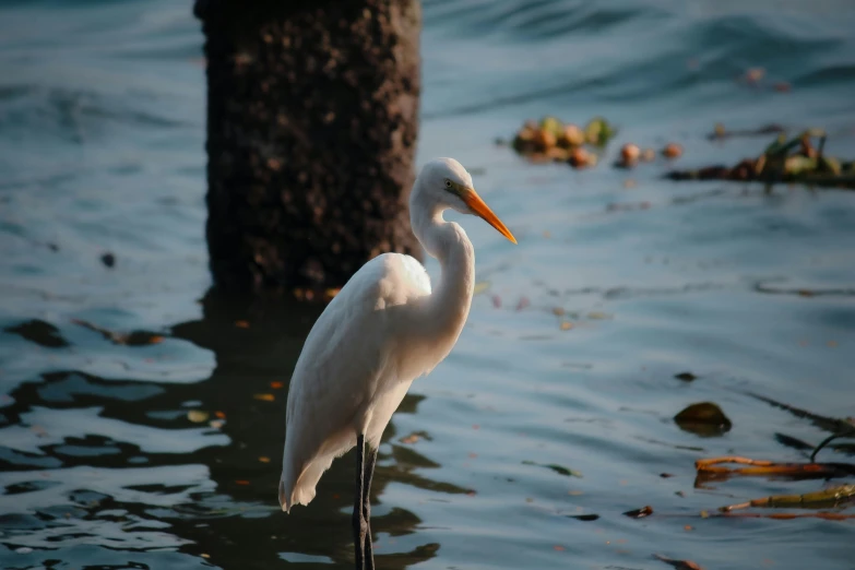 a white heron standing in the water with long orange beak
