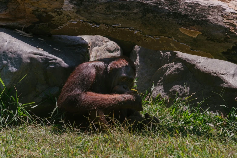 a close up of an animal laying in grass near a large rock