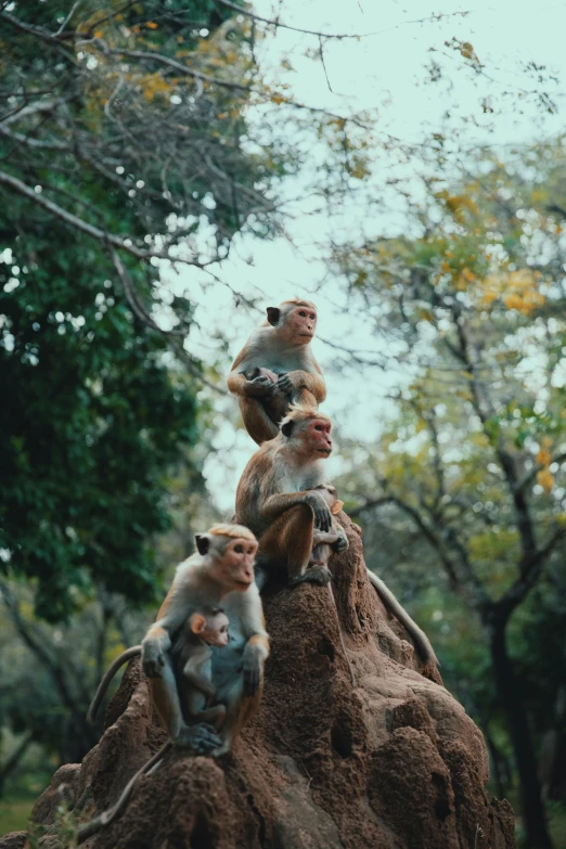 some little monkeys sitting on the back of a tree