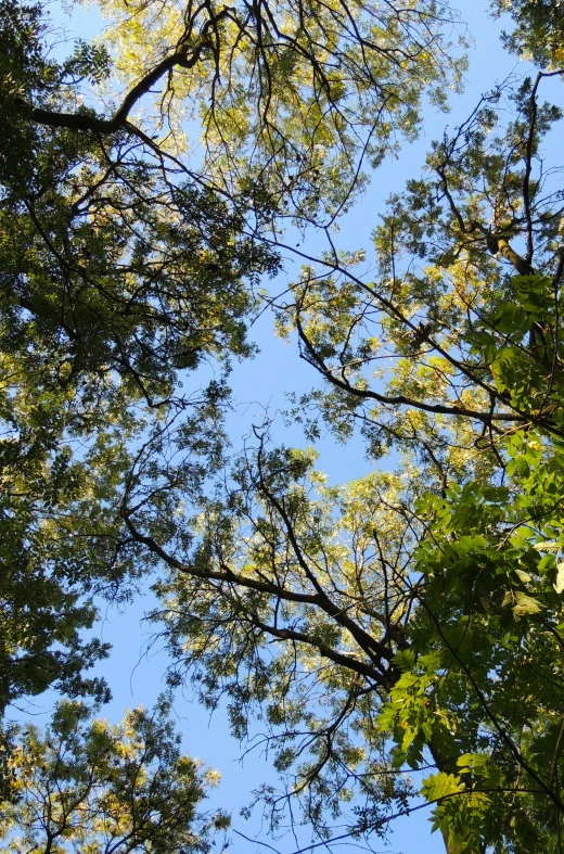 looking up through the leaves and nches of a tree