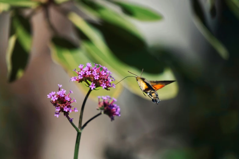 a hummingbird is flying over a small flower