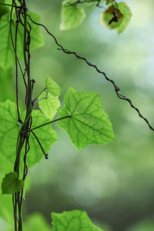 green leafy nches with some black vine in the background