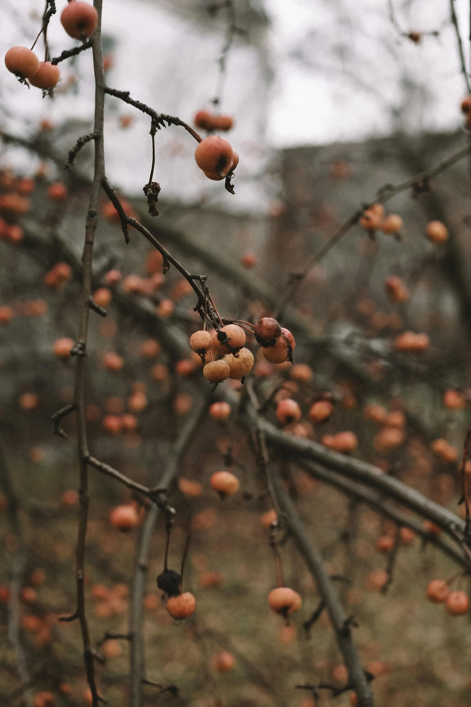 some fruit that is hanging from a tree