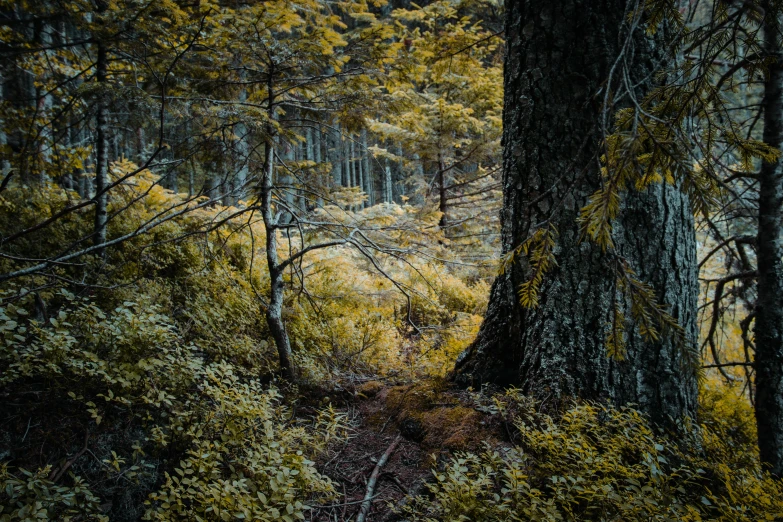 the trees are very tall and covered with leaves