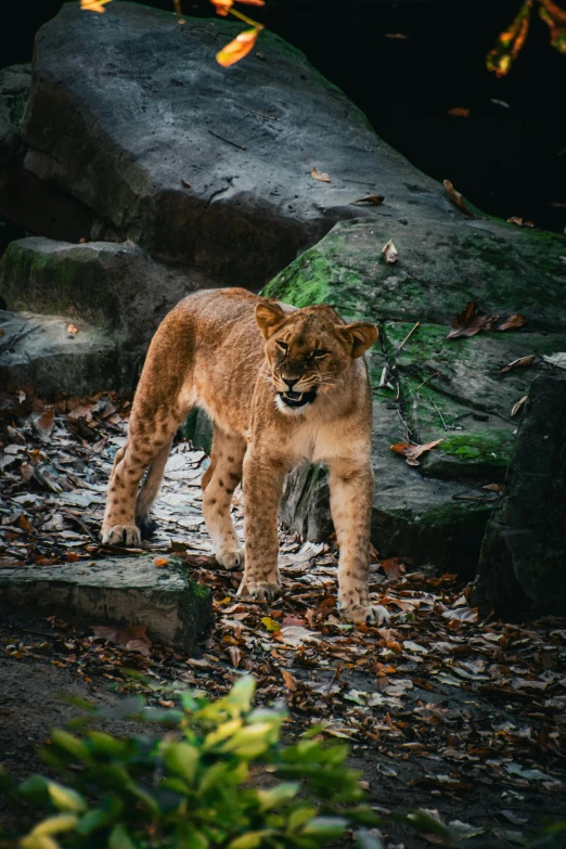 a very big furry animal standing near some rocks