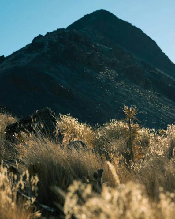 some tall brown bushes plants and a mountain