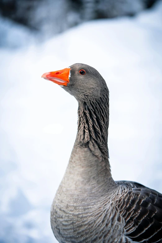 a close up of a grey bird near the snow