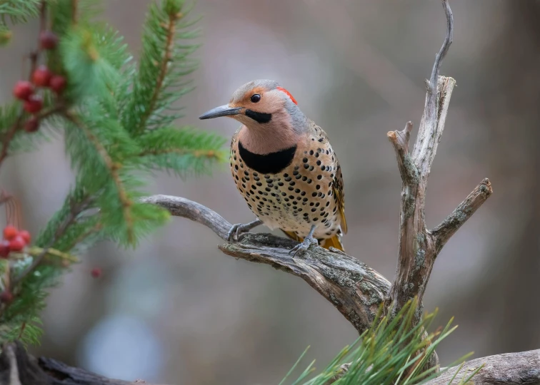 the bird is perched on the nch and is looking