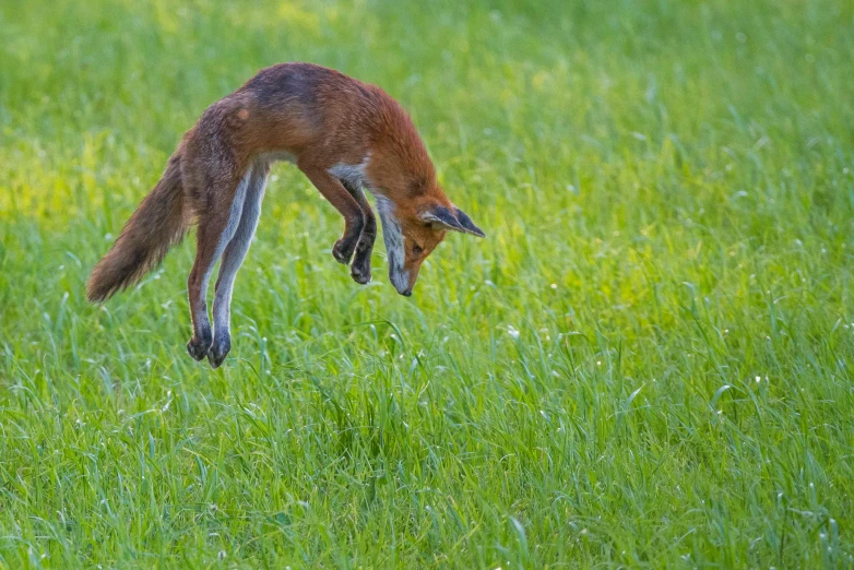 a small red fox is leaping into the grass