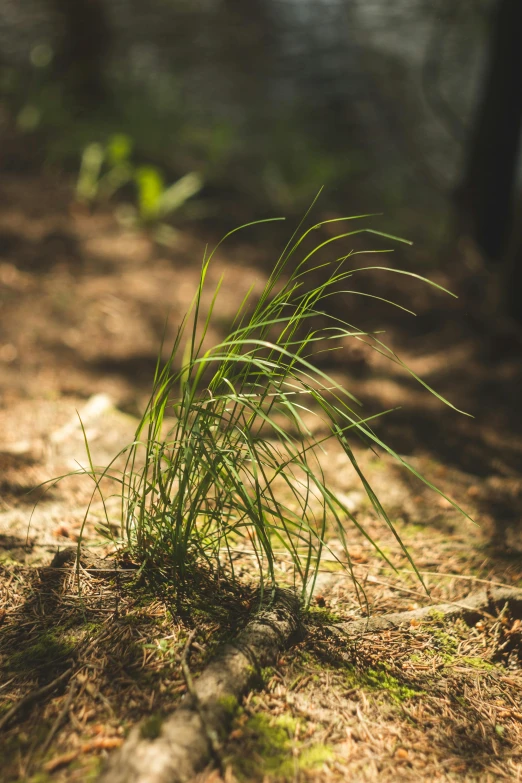 some grass growing out of the dirt near a tree