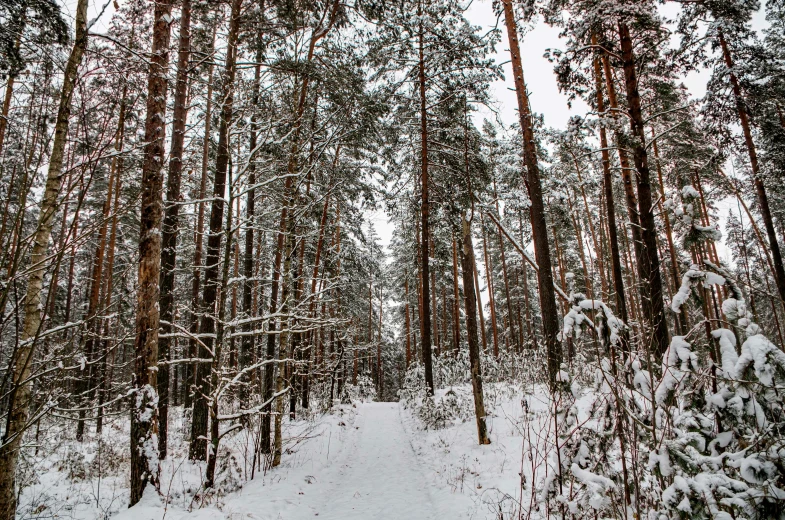 a snow covered wooded area and some trees