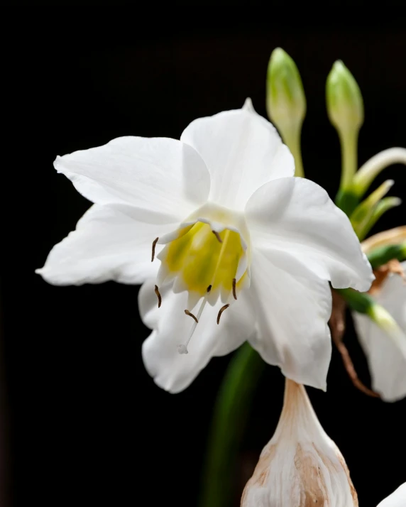 white flowers with some very tiny petals with a bug