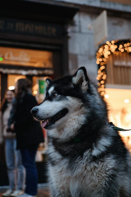 a husky sits in front of a lit up christmas display