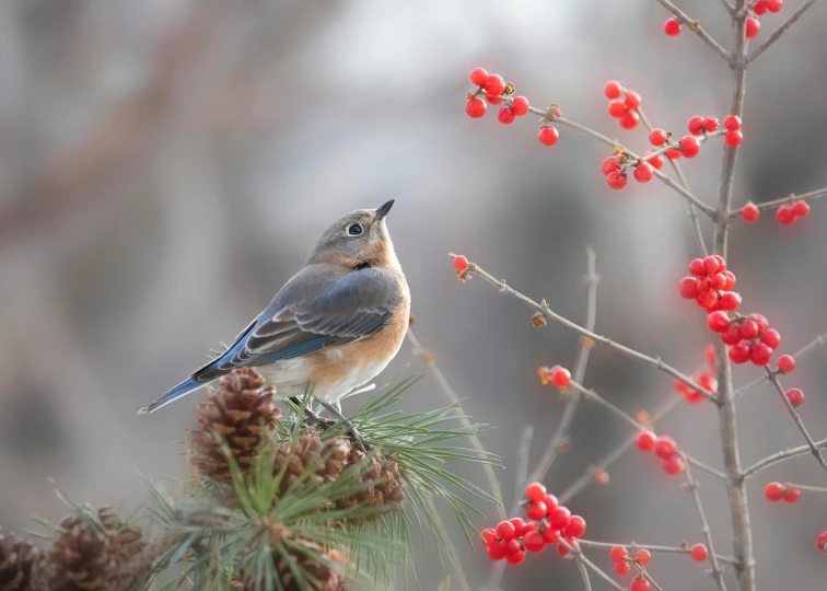 a bird that is sitting on a fir tree