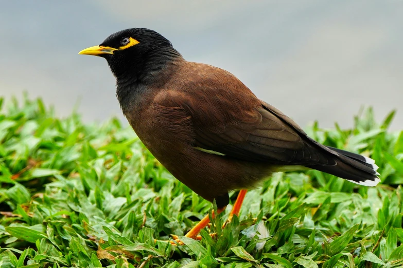 a small brown bird standing on green grass