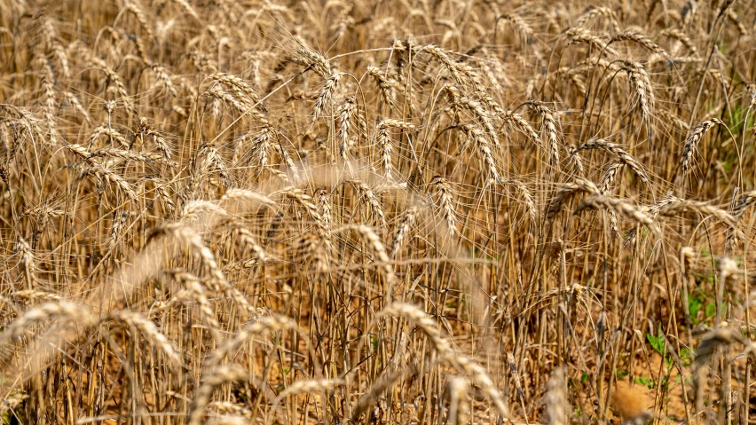 there is a field with tall, ripe grass