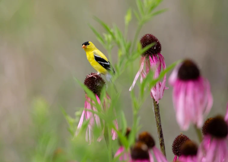 a yellow and black bird standing on a purple flower