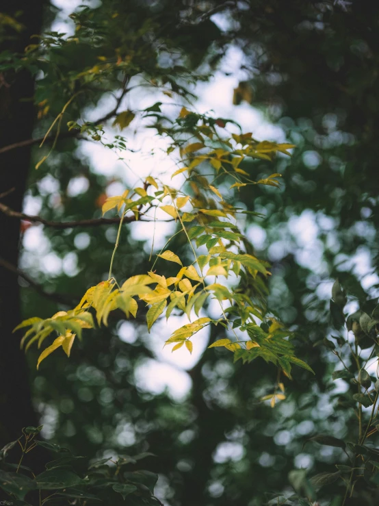 the leaves are showing off and changing colors