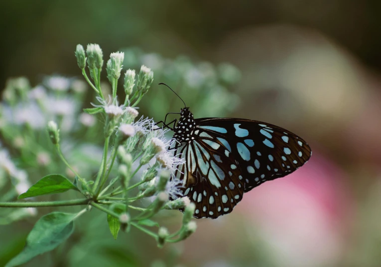 a black and white erfly sitting on top of a flower