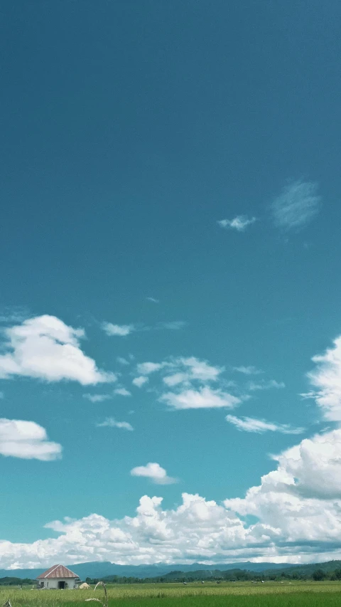 a lone white horse grazes in a field